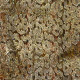 Soie dévorée lancée découpée dorée léopard